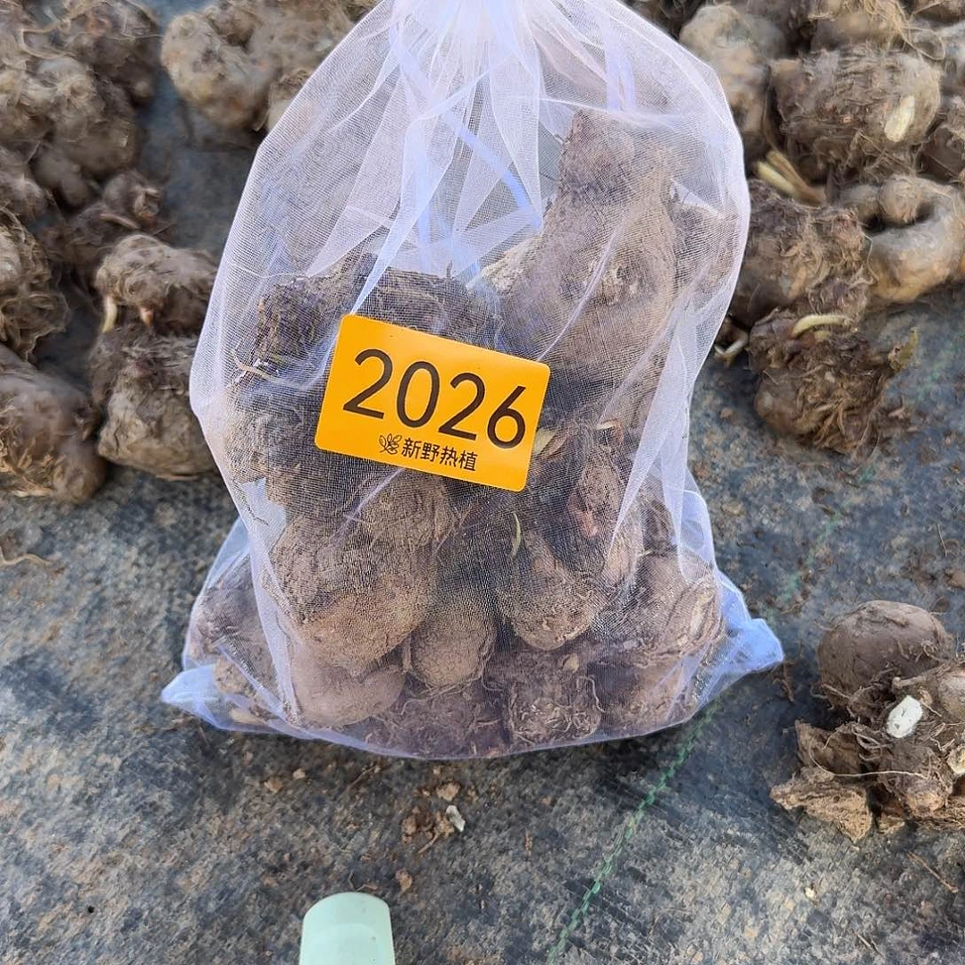 完全开放2026盲盒种球裸球不售后