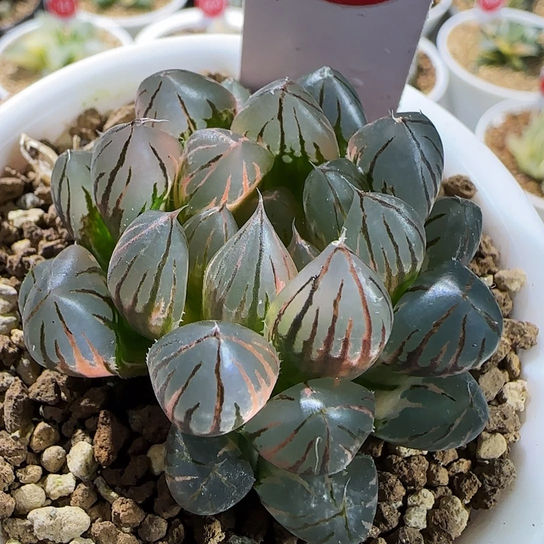 515号霓虹灯一物一拍带盆土