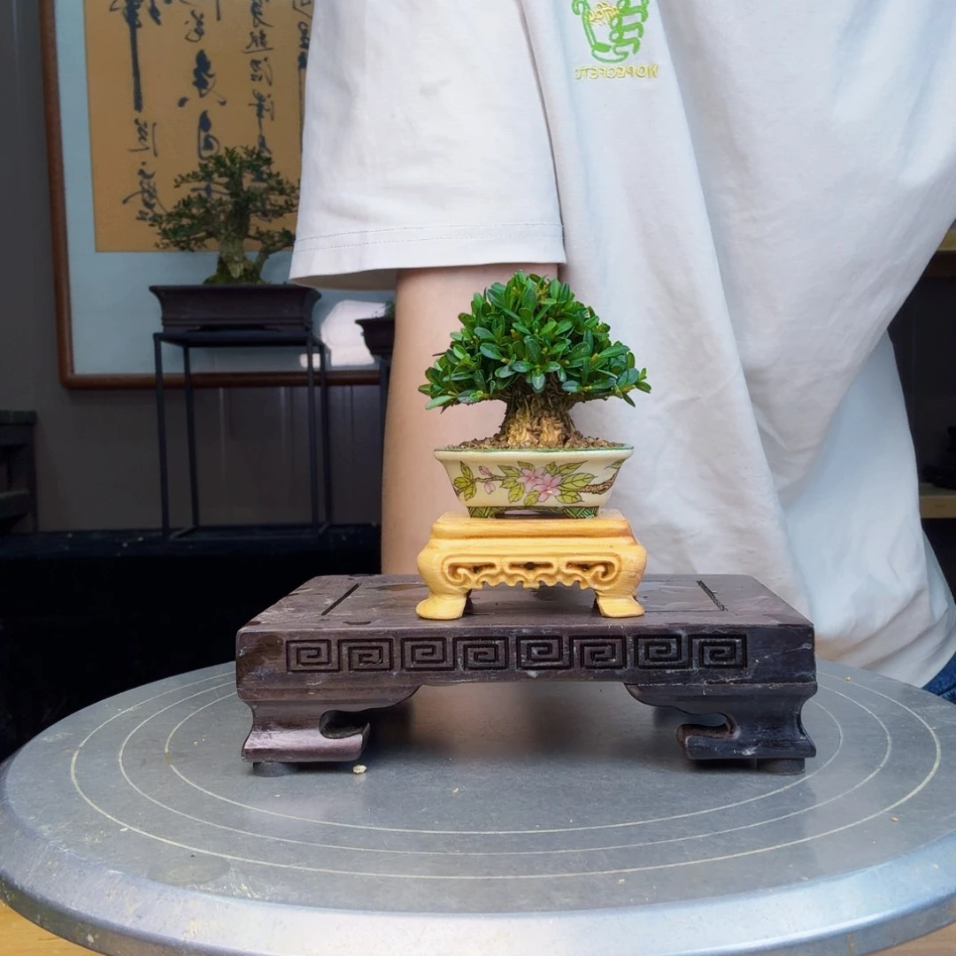 小***哥无花朵凤尾黄杨 黄杨盆景