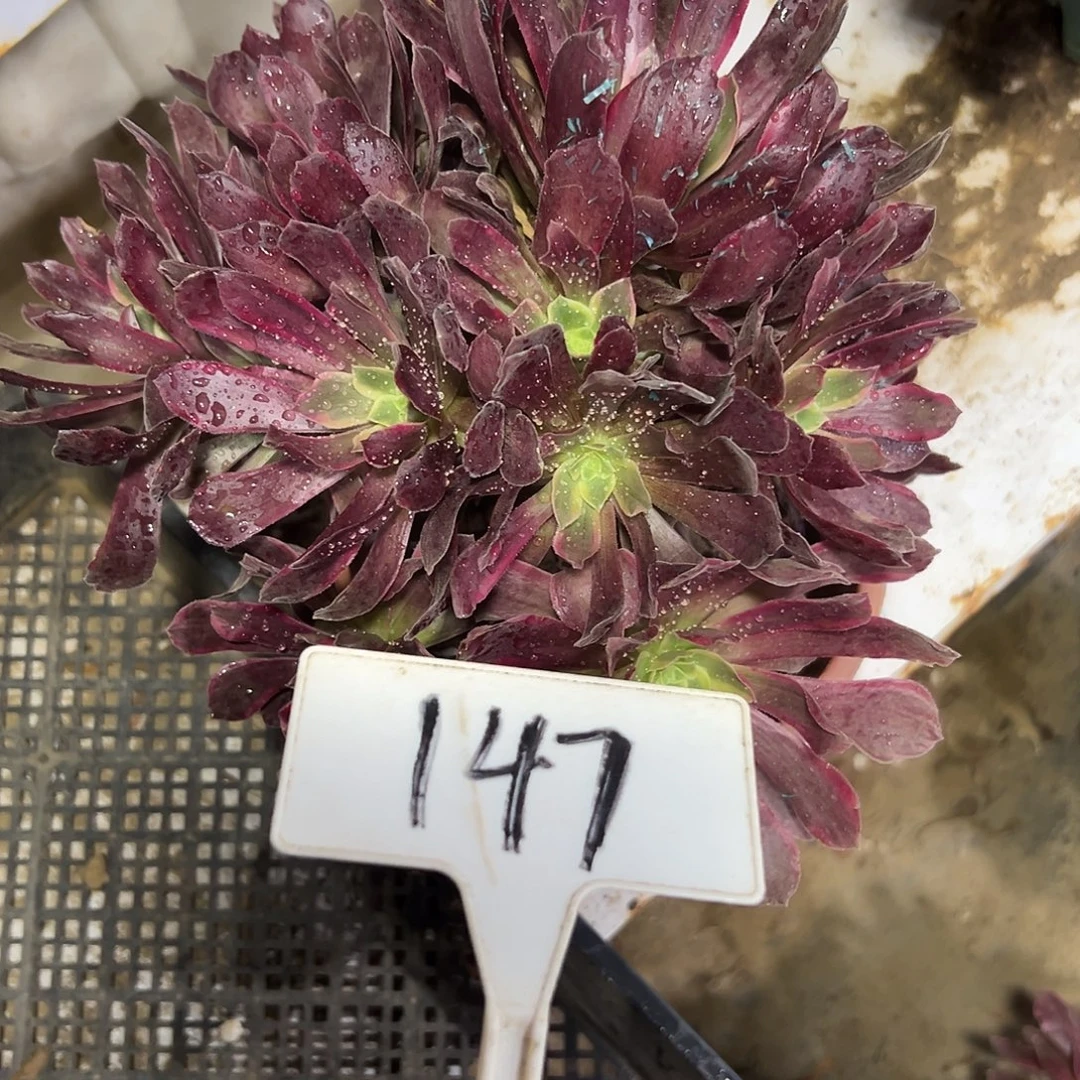 多肉植物赤霞飞法师147