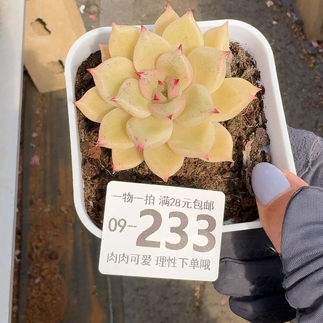 黄金璀璨无盆土发货无盆