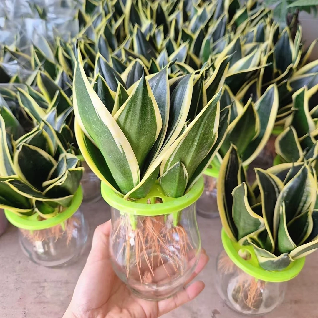 荷花兰金边虎皮兰盆栽水培水养玻璃瓶美观客厅办公室桌面室内绿植
