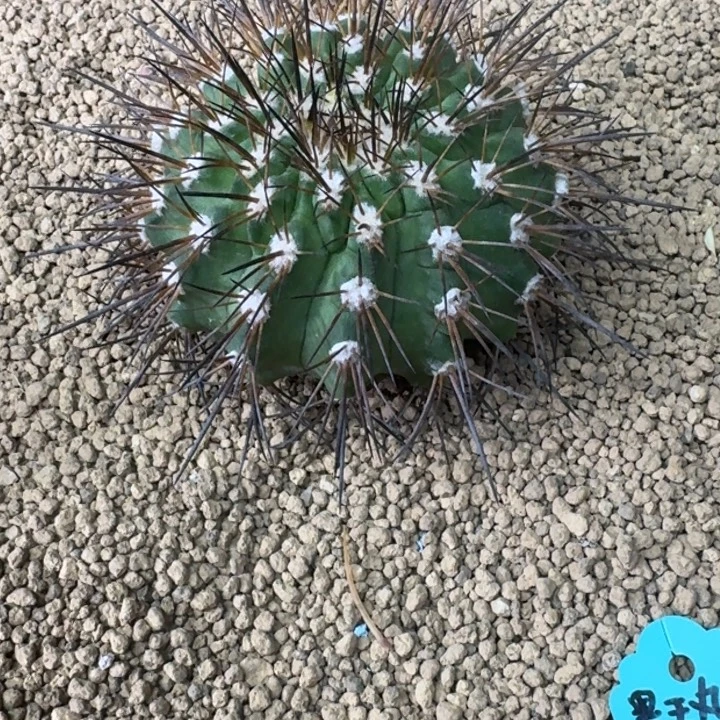 仙人球，黑王丸66666