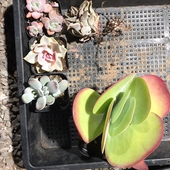 糖印，花斑鹿，彩虹，乒乓，饺子皮