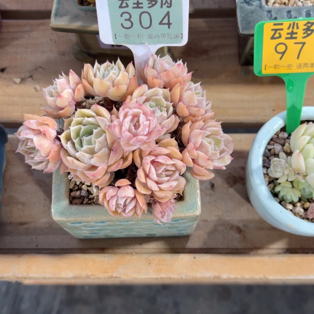 烂***时云尘多肉一物一拍304不含盆