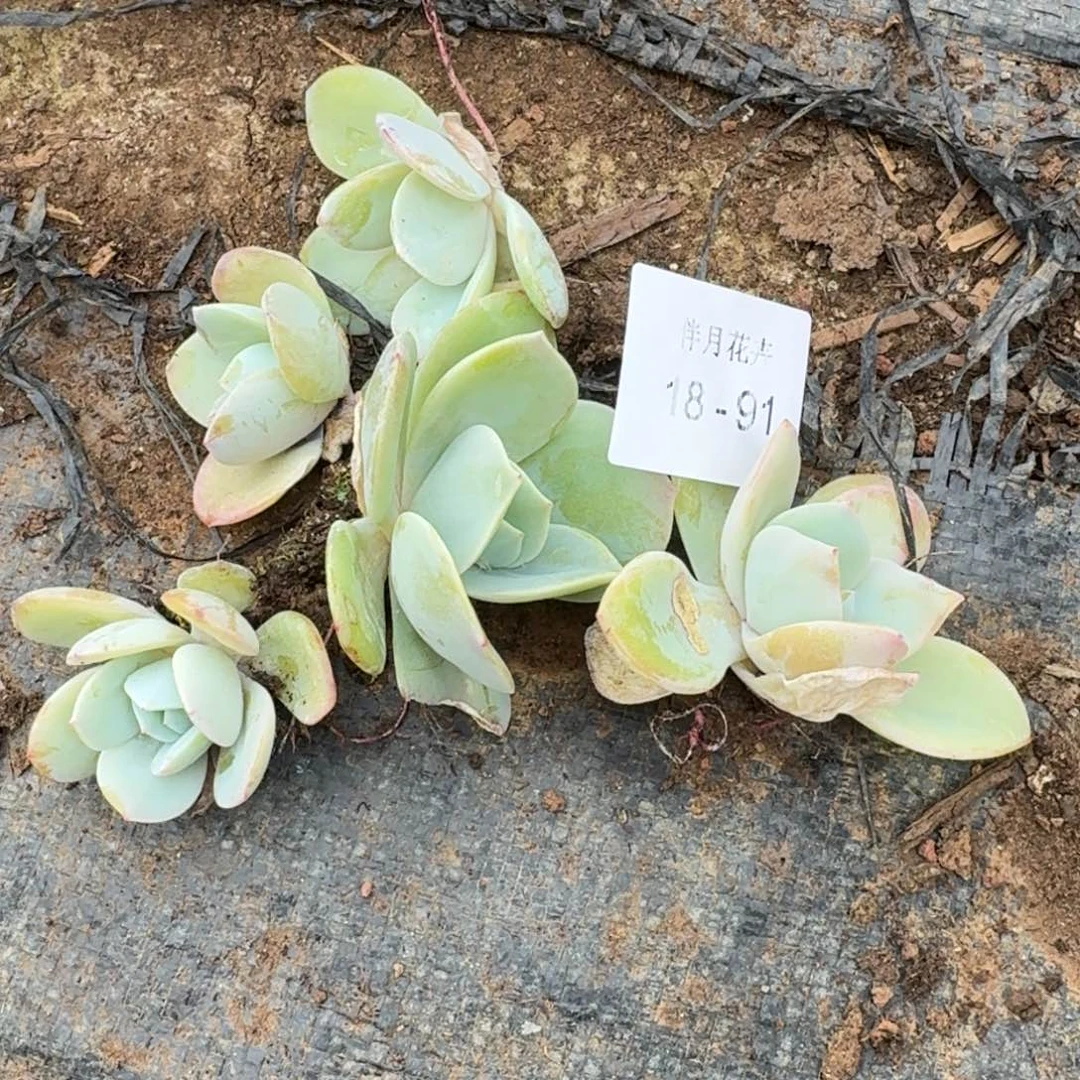 五颗雪莲白凤杂交量拍18-91