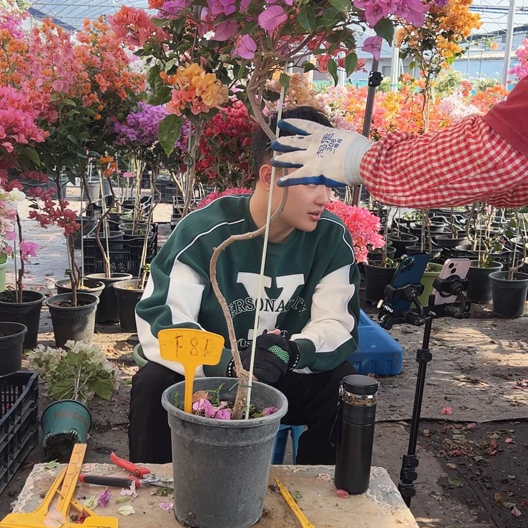 陈***雪大部分花苞少量开放F81巴思紫