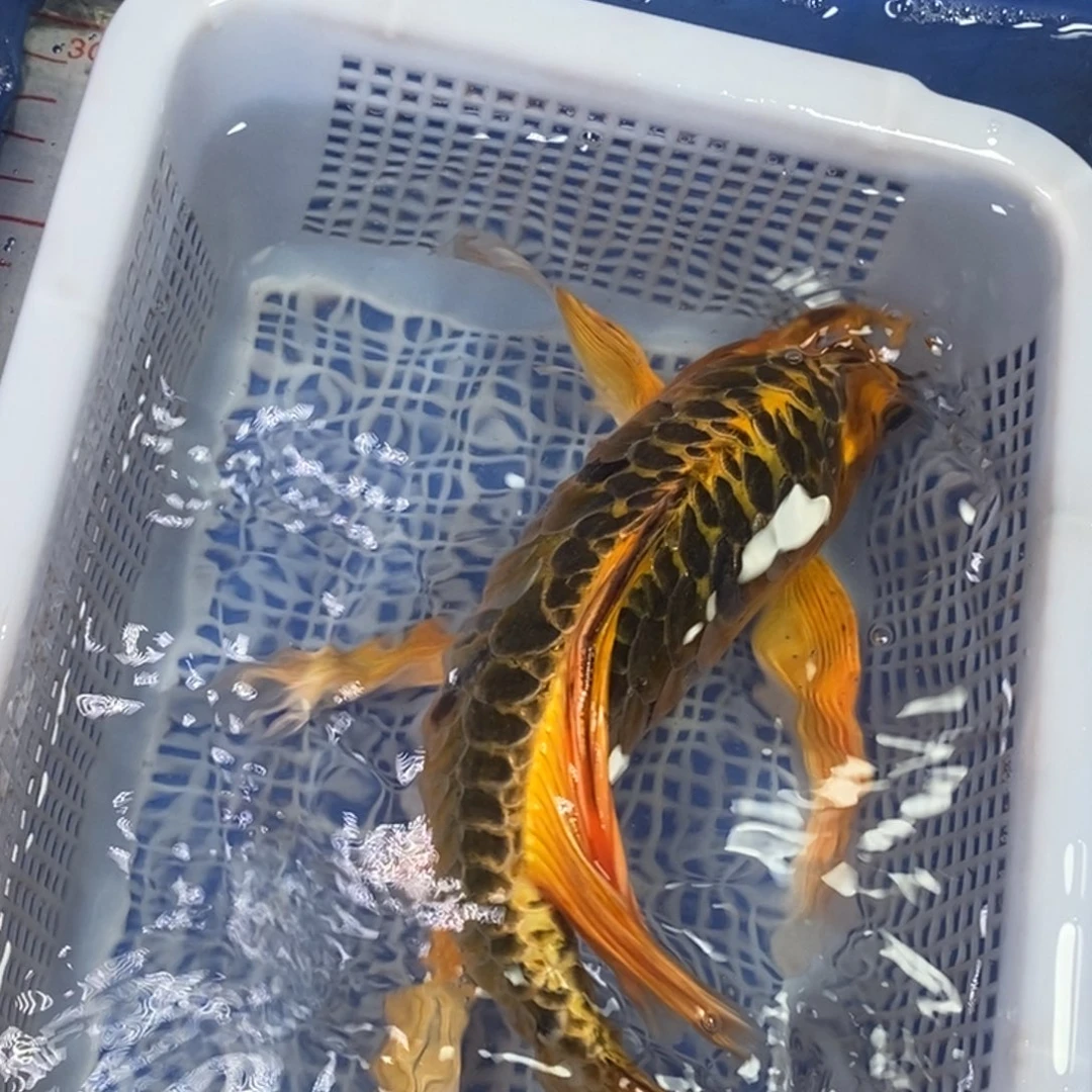 海水鱼冷水锦鲤包邮