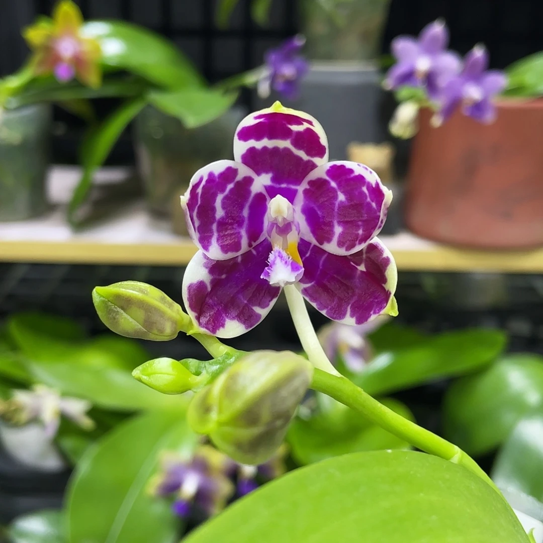 完全开放08开花株