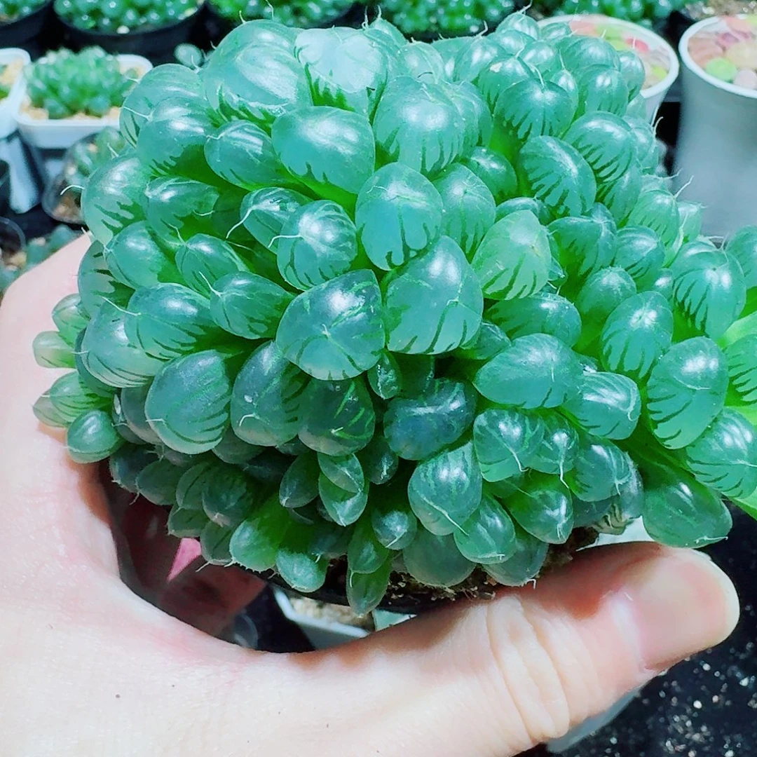 天线宝宝玉露群，9.9
