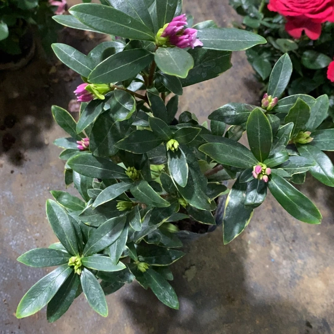 完全开放000000000