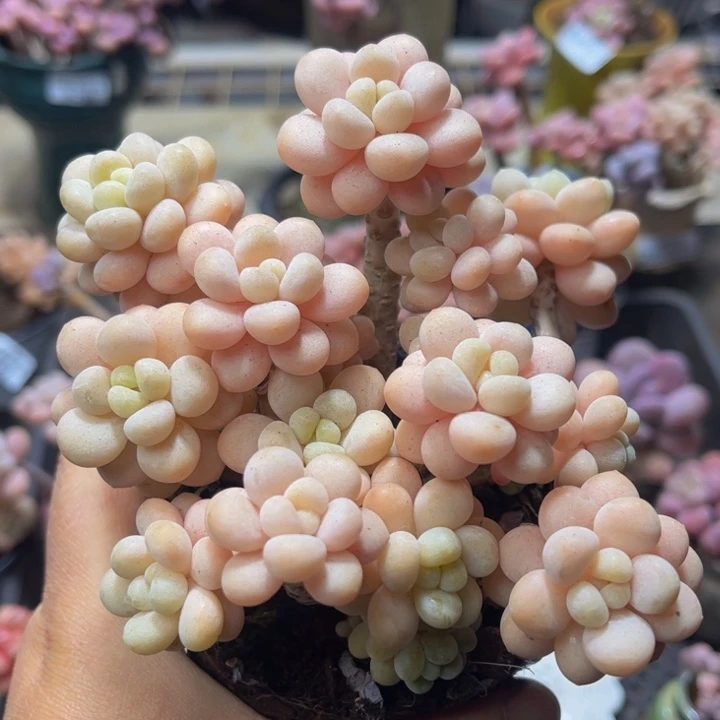 383 洛可可 12 厘米