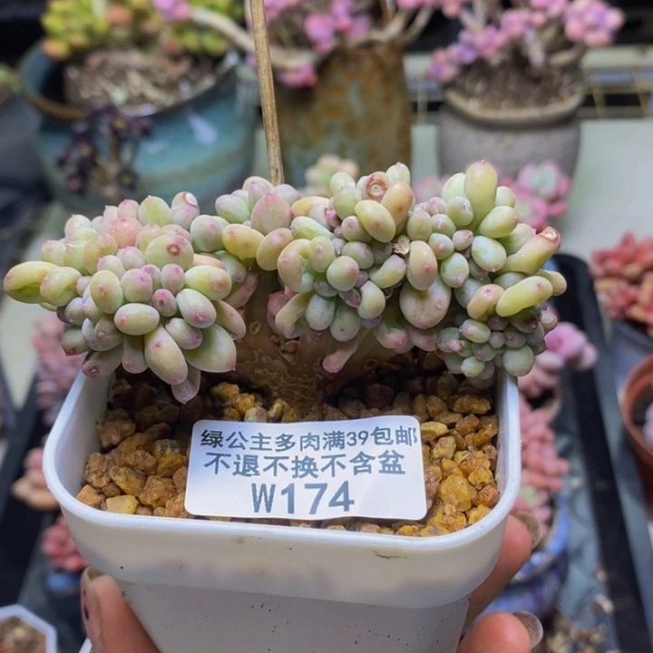 174苹果奶四代缀多肉8c m