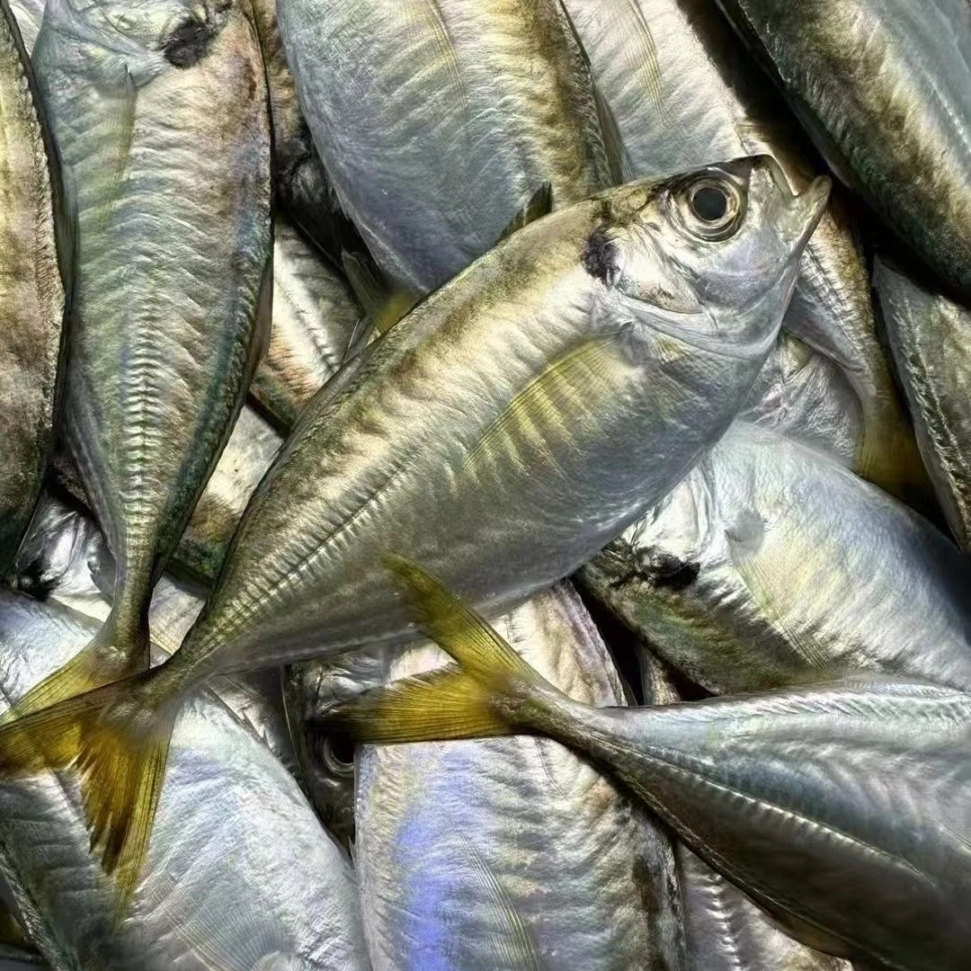 湛江天然视频教学吉尾鱼当季结尾鱼小海鱼生鲜吃鱼西瓜皮鲫鱼