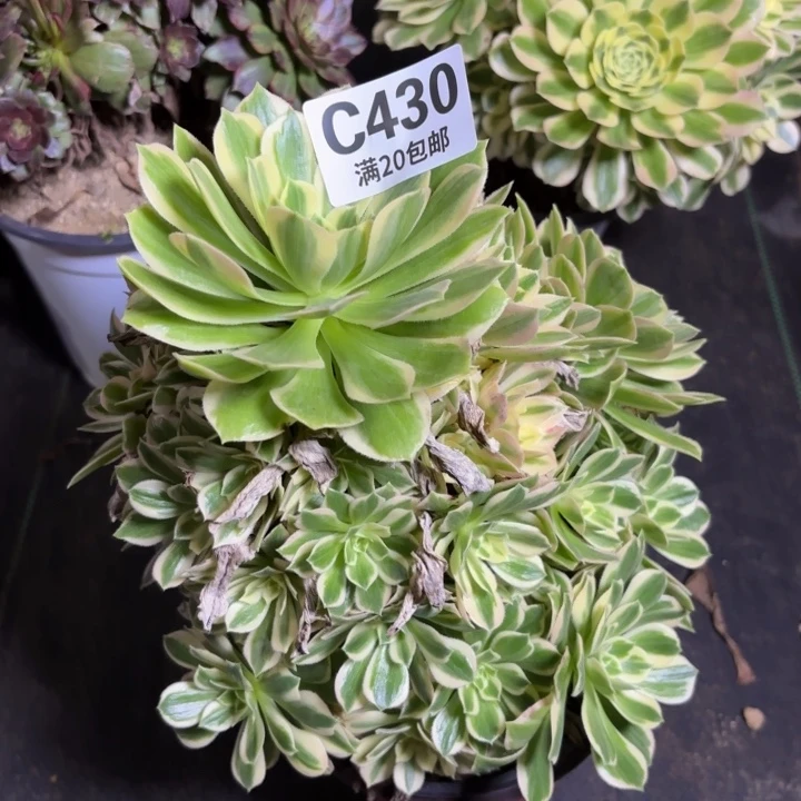 小*瑞妈一物一拍430多肉