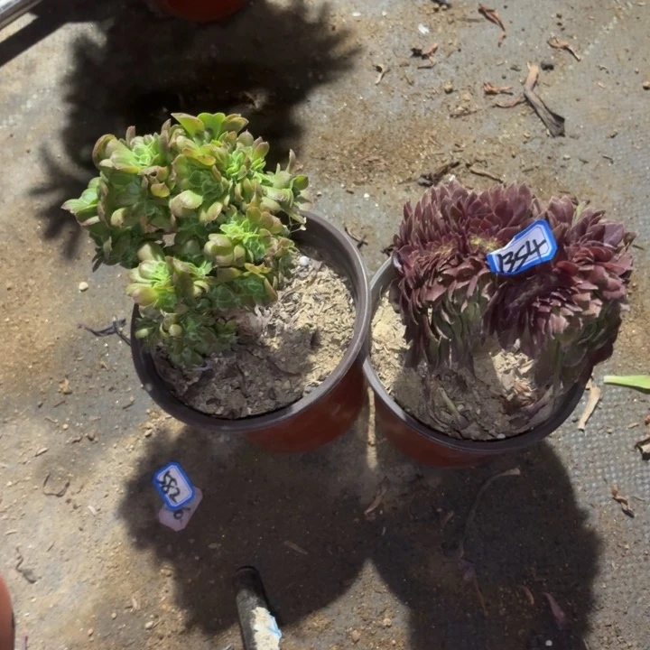 路*组合两个小缀1354一物一拍法师多肉