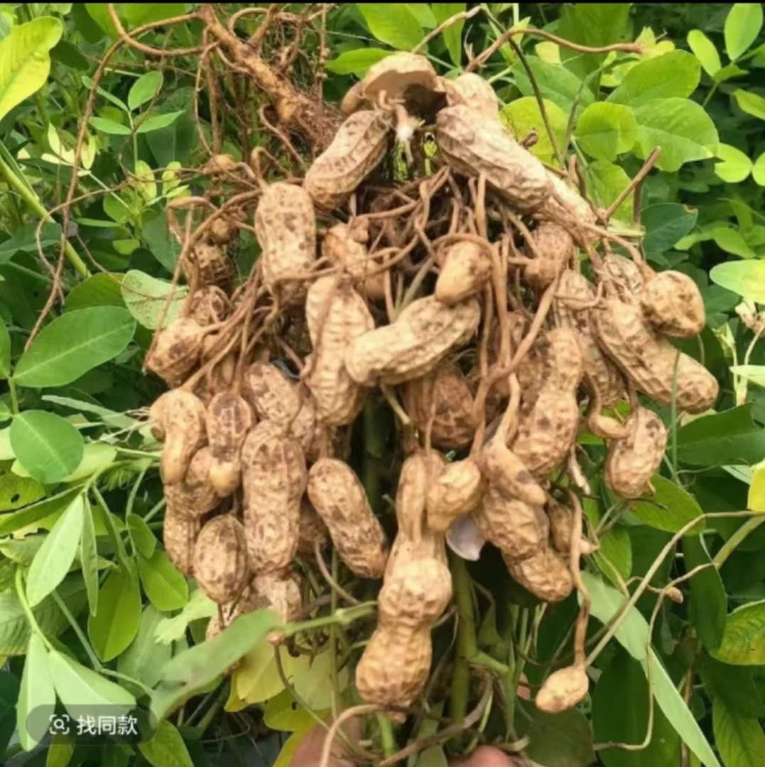 【东方臻选】农家新鲜带壳粉白皮红皮花生湿花生水煮花生养胃