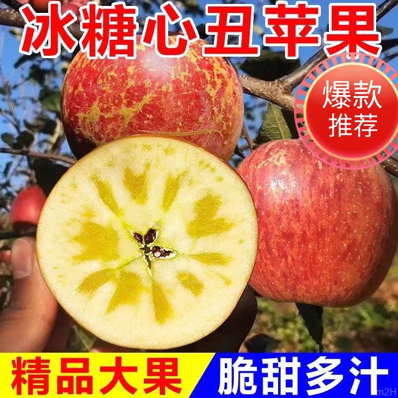 昭通冰糖心苹果云南红富士水果雪域高原2025年九分甜新鲜产地直发