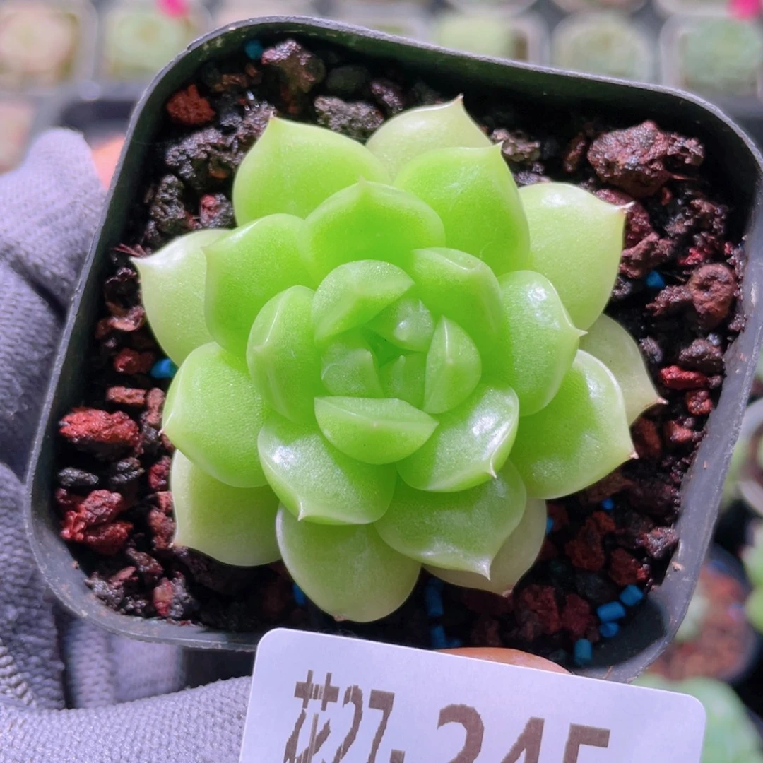 花利美27-245麦秆