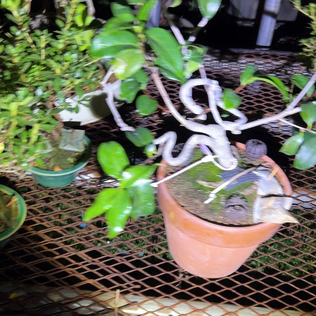 无花朵盆景不包邮6537