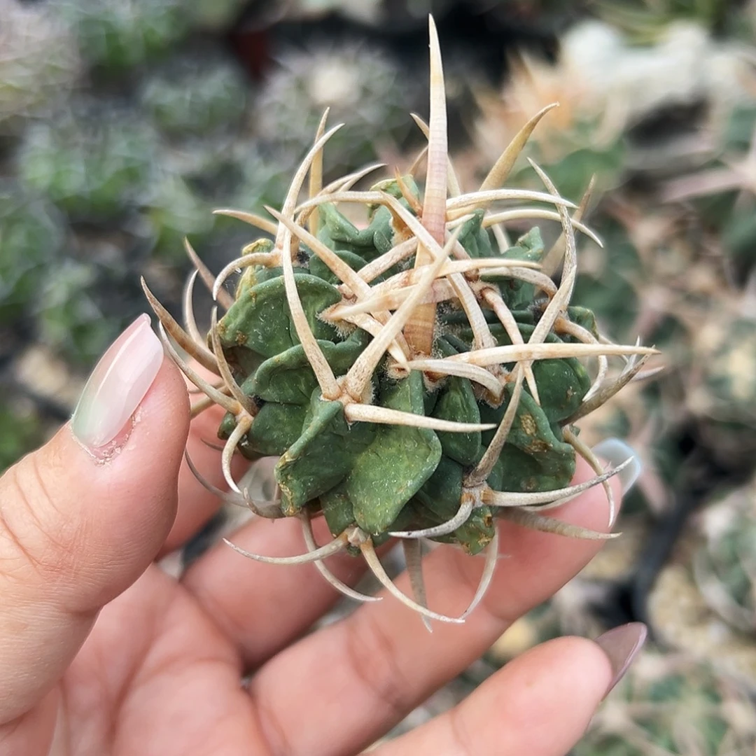 龙剑有根仙人球66666