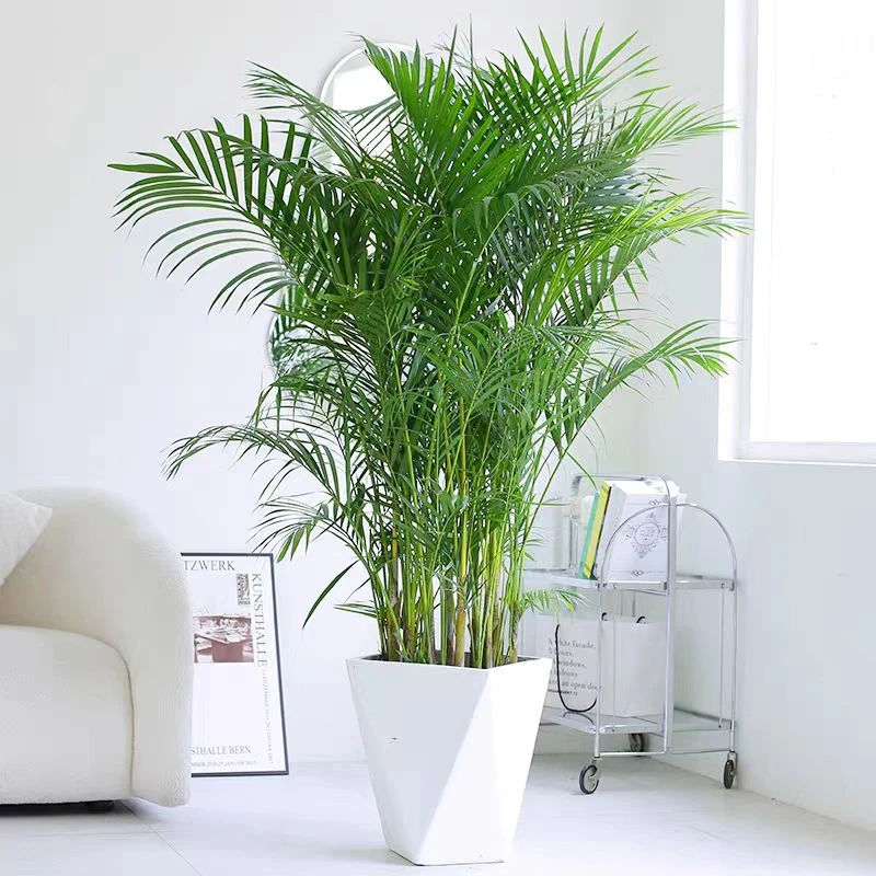 小禾家散尾葵绿植盆栽凤尾竹客厅卧室大型植物