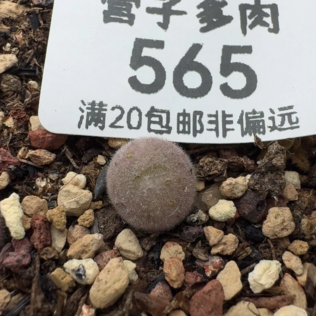 D毛球脱土。