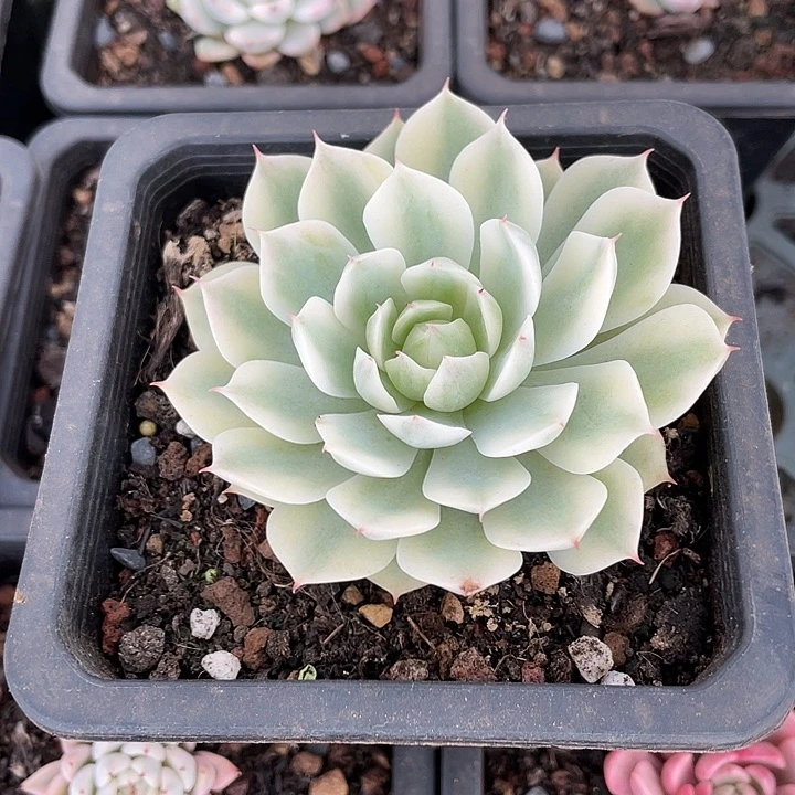 风声锦一物一拍锦龙