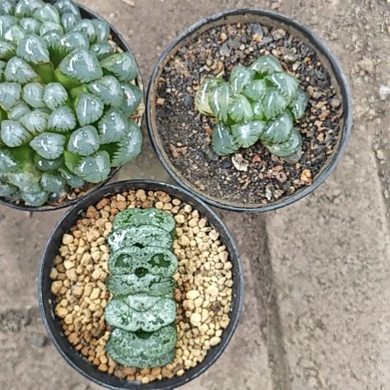 三颗多肉植物赠送海野绿白