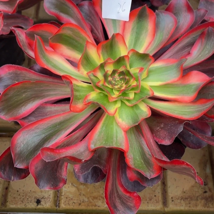 云南红魔女好看26号