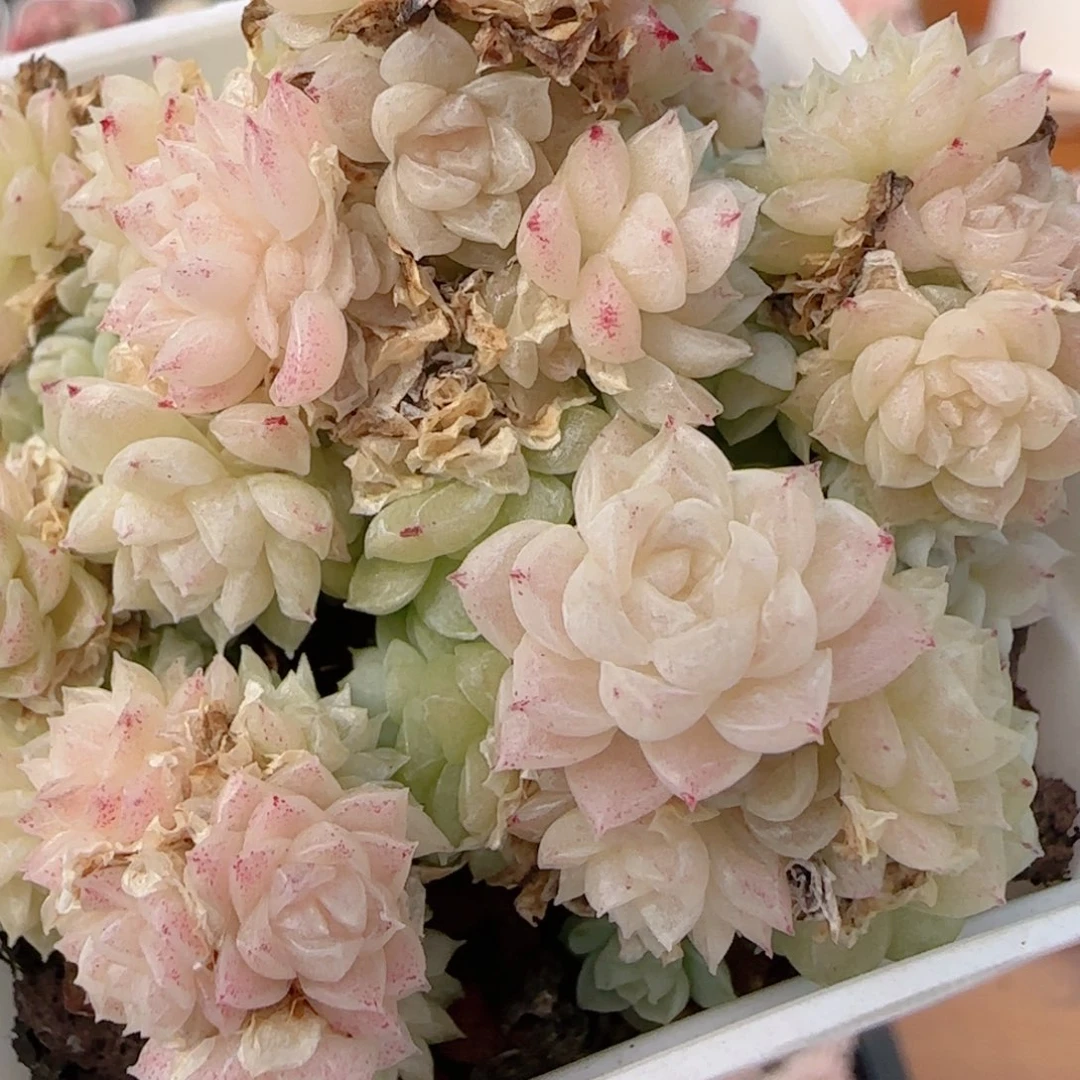 花语多肉0102-201开播福利散