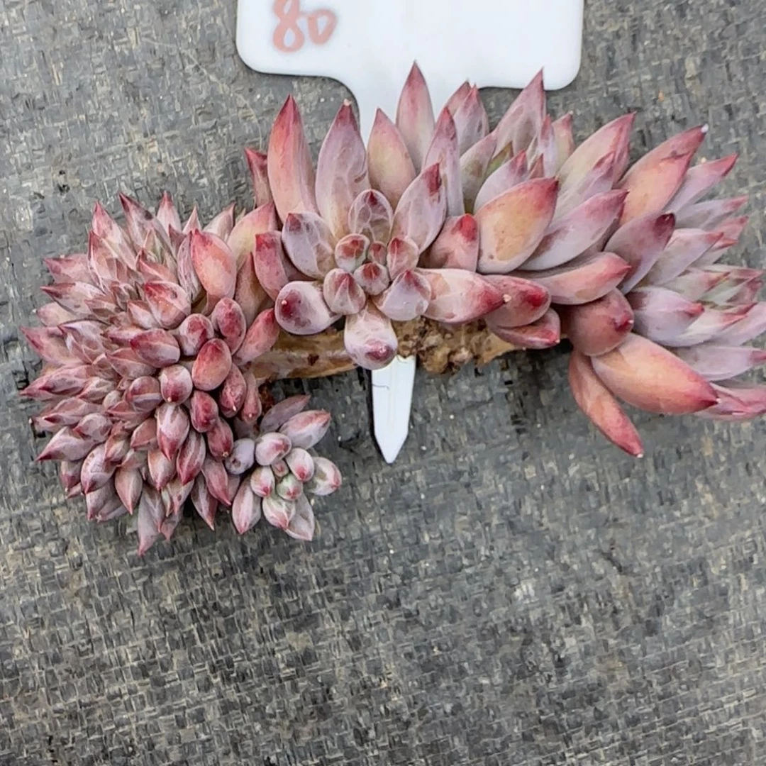 一物一拍羽毛纹虞美人缀80