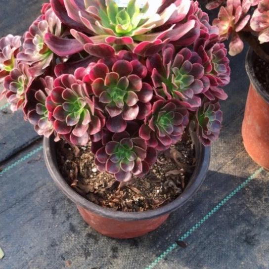 诗***意无花朵美杜莎法师多肉植物012号