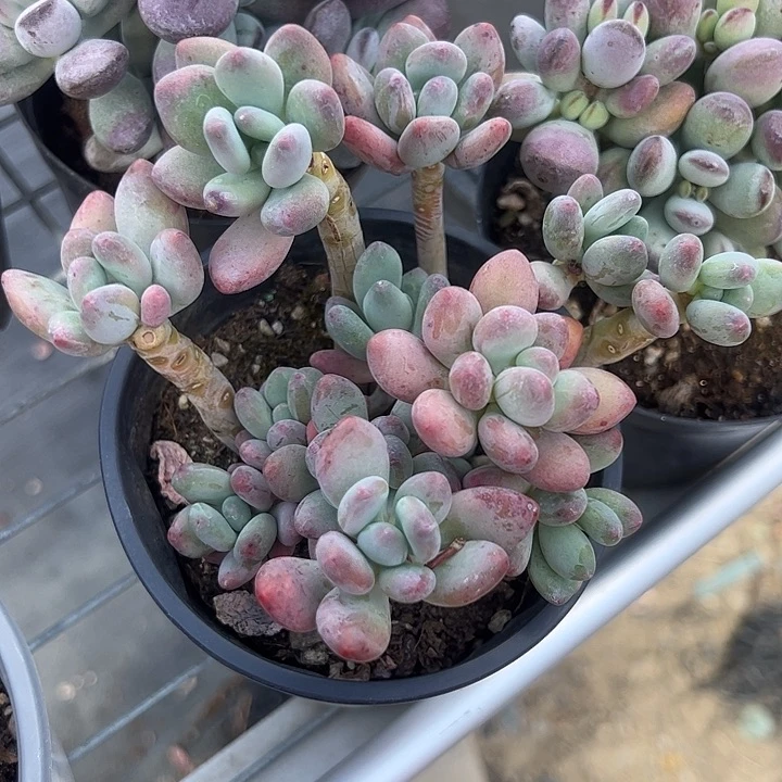 苹果奶酪多肉植物精品