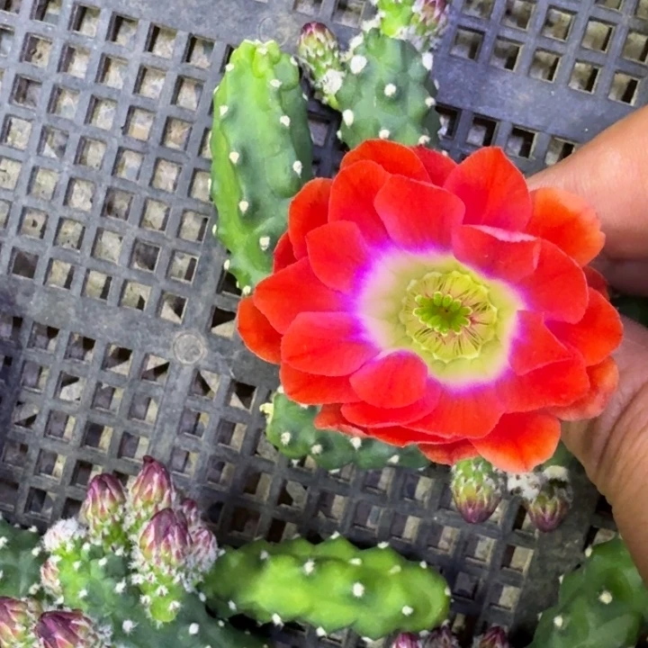 1橘水仙无根侧牙小软，20包邮