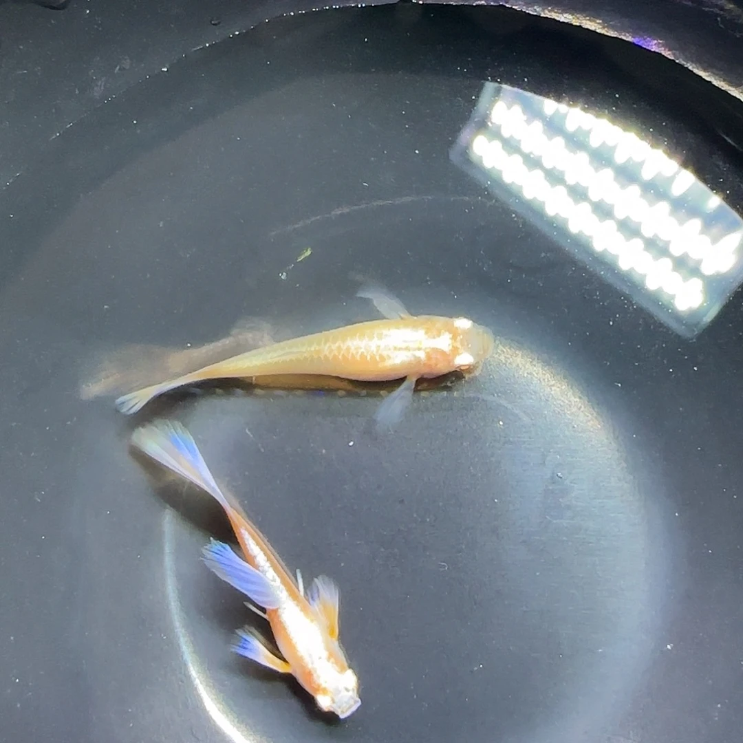 孔雀鱼紫白飞船一对