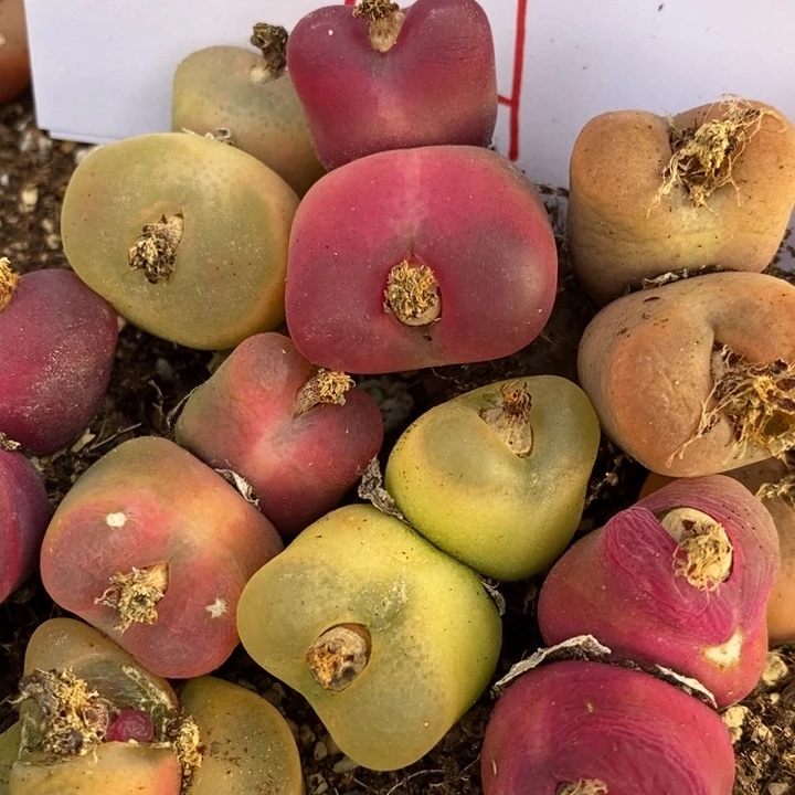 29179有伤一组一组