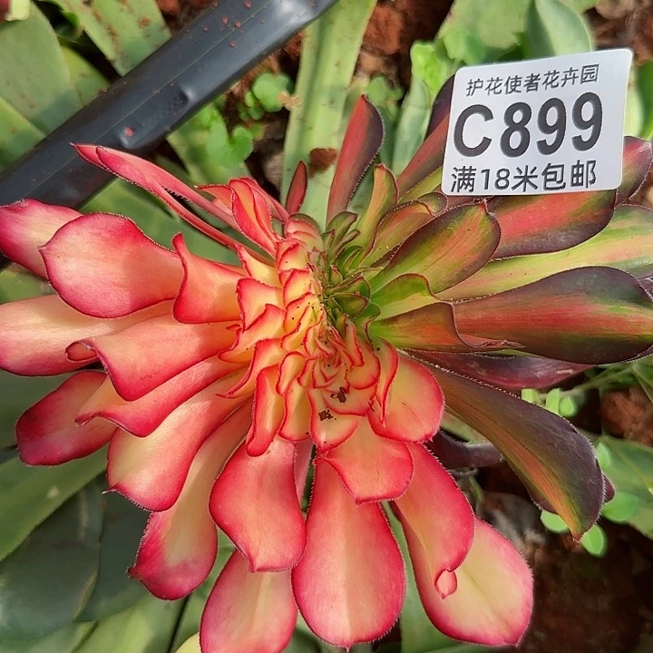 多肉法师花蝴蝶缀化