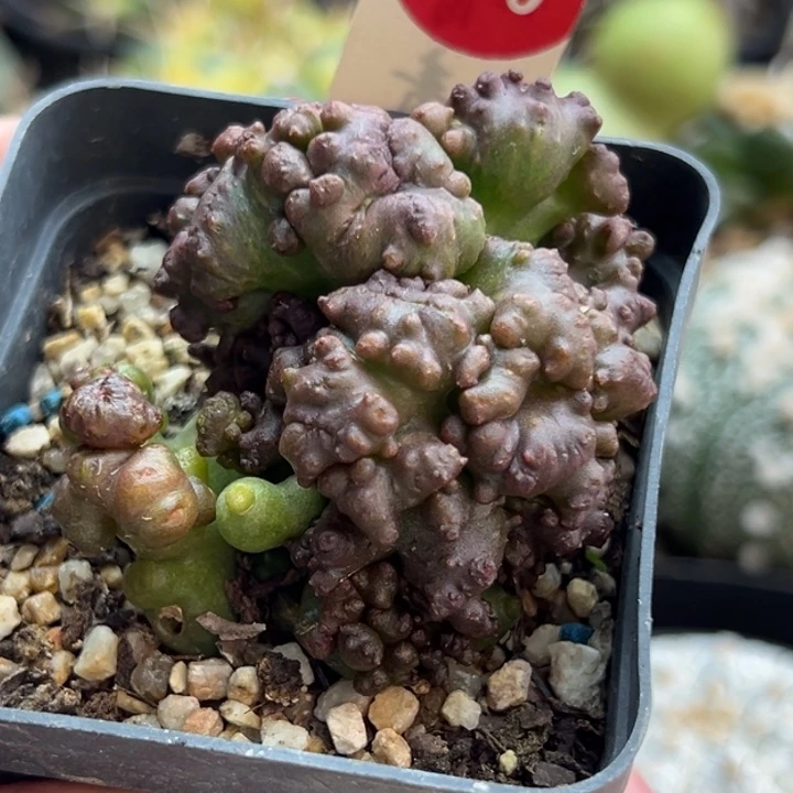 程程石化群一棵仙人球
