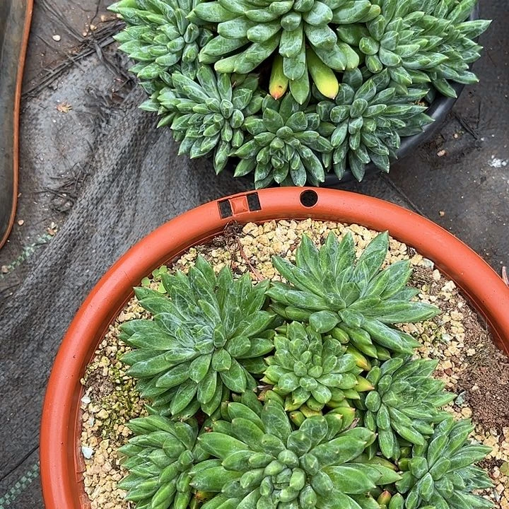 发货多肉植物一物一拍