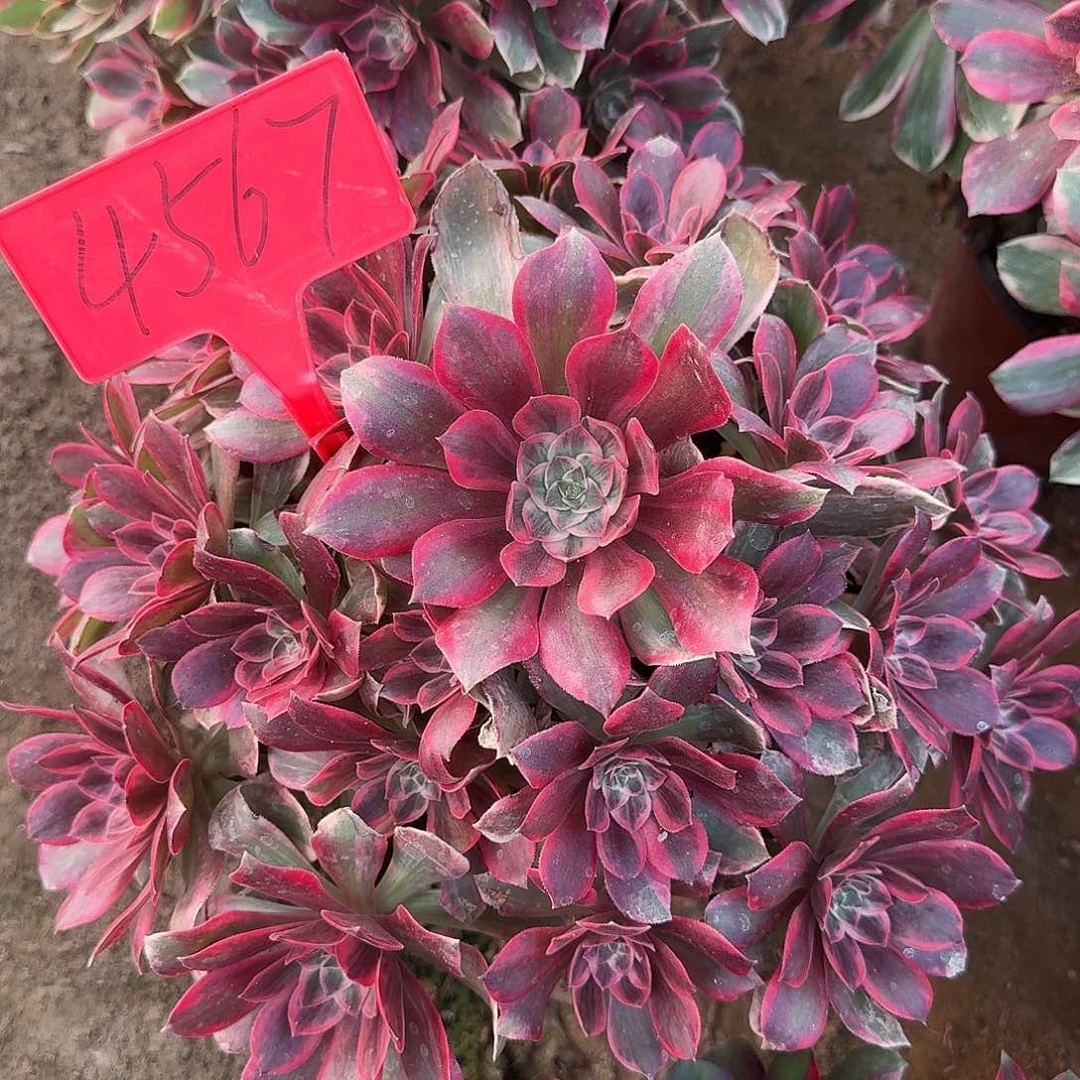 4567浣纱多肉法师