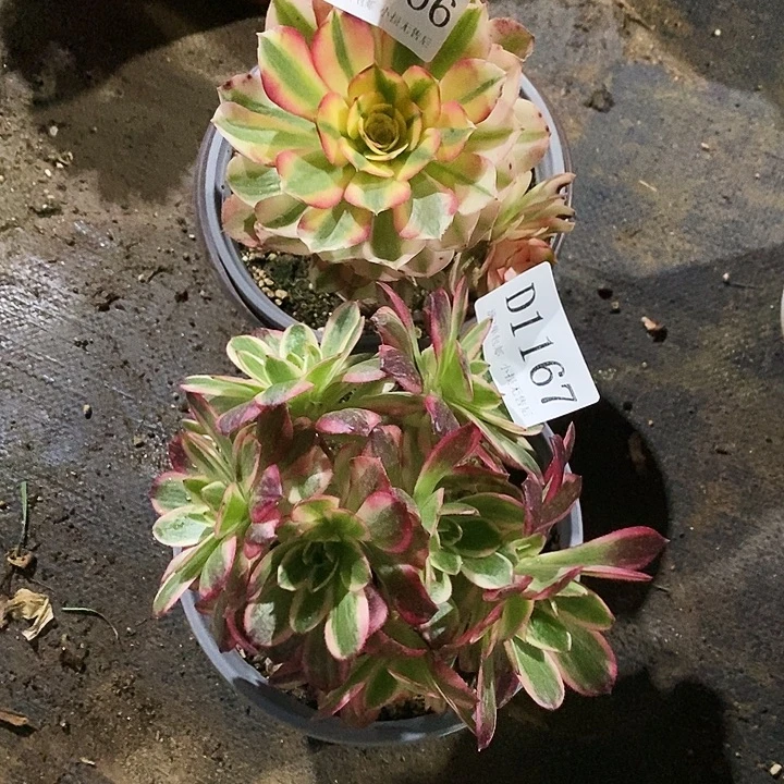 1166、1167云荷荔枝多肉母本2颗无售后