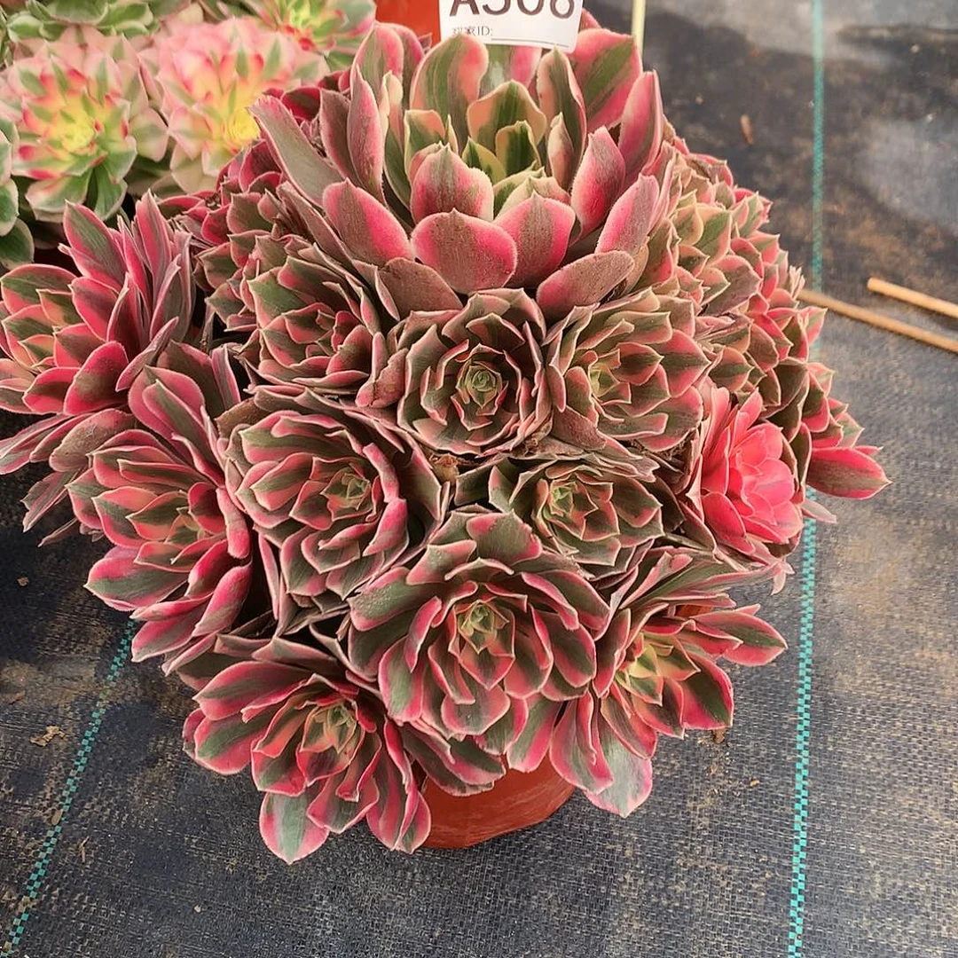 完全开放红粉佳人法师图片植物多肉