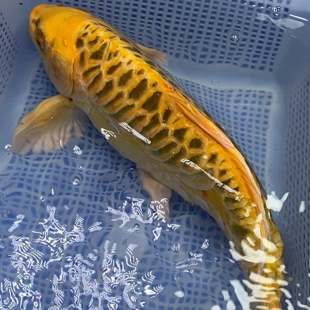 锦鲤锦鲤 开衩掉麟充血属于正常情况 介意别拍