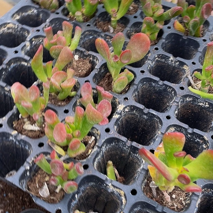 小西财树1元带土发