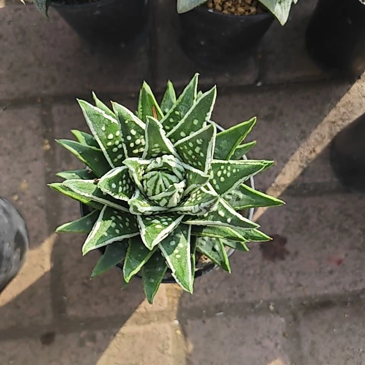 天使之泪多肉植物原盆土