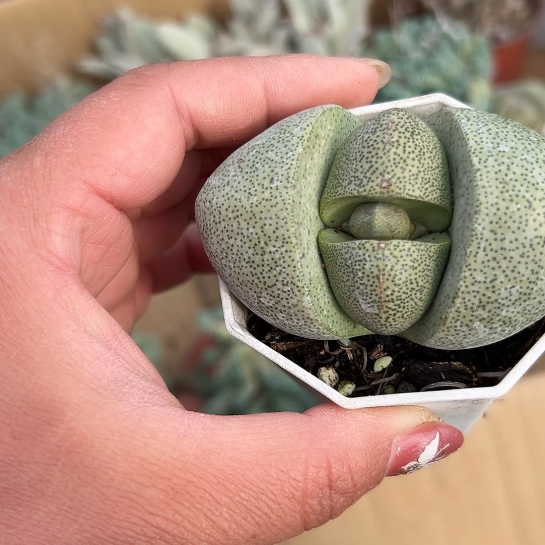 多肉植物绿帝玉单头