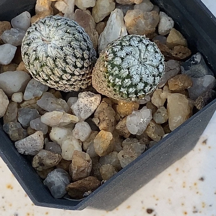 双头精巧殿一盆带盆发货