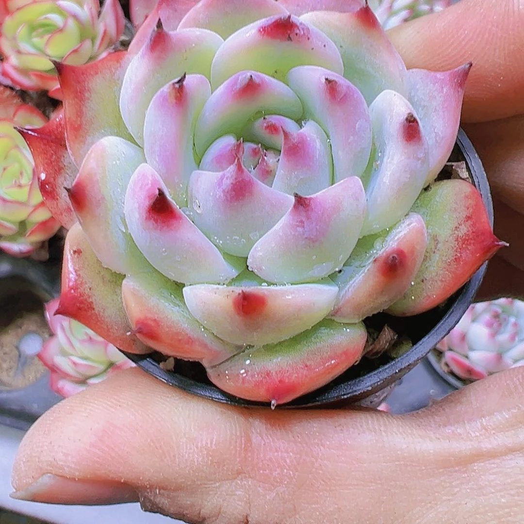 水蜜桃带盆带土19包邮