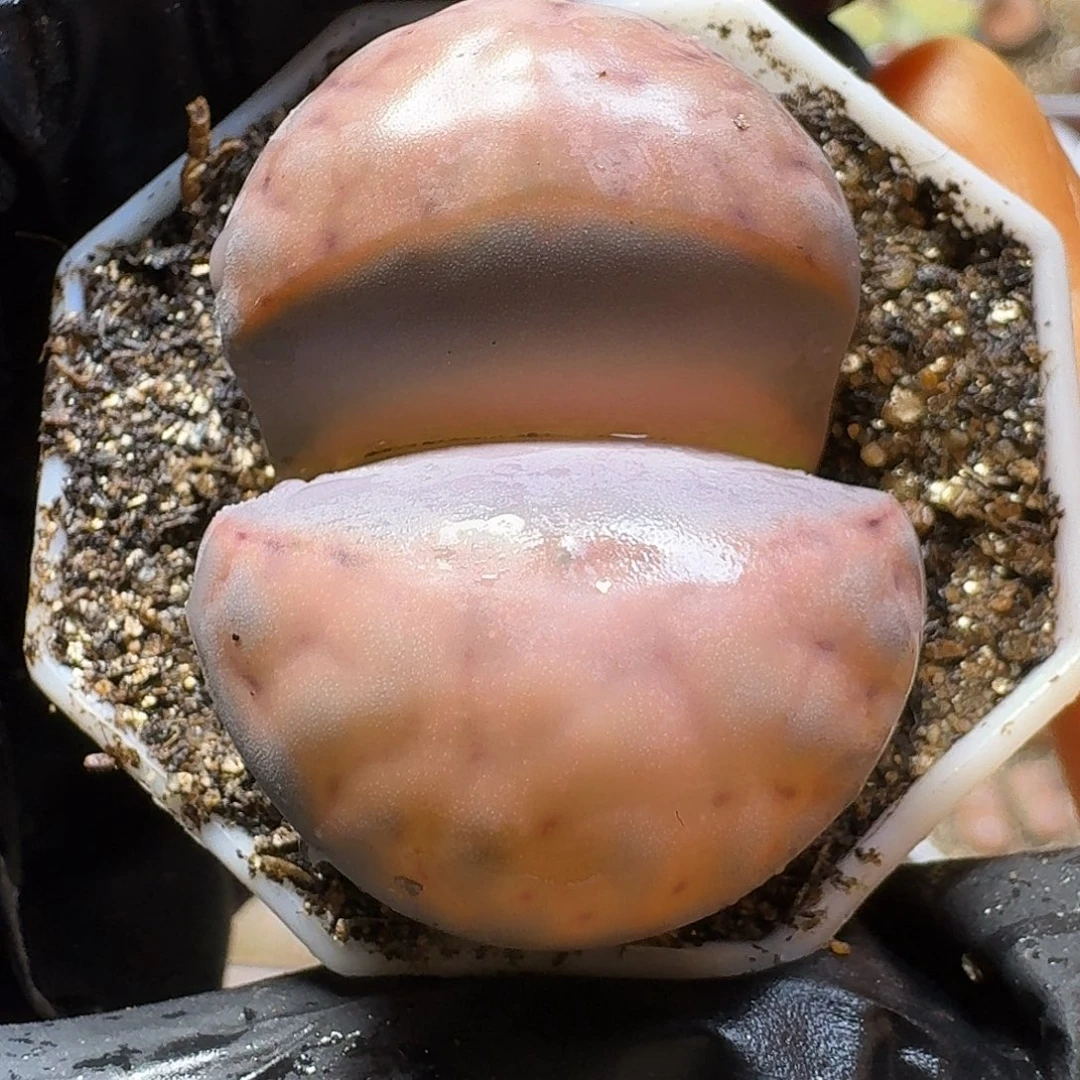 生石花33:：：。  33